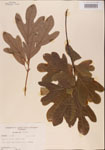 000001565-thumbnail.jpg