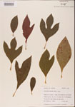 000001566-thumbnail.jpg