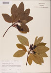Sassafras
