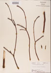 000001568-thumbnail.jpg