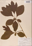 000001569-thumbnail.jpg