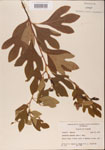 000001570-thumbnail.jpg