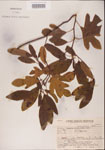 000001571-thumbnail.jpg