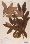 000001572-thumbnail.jpg