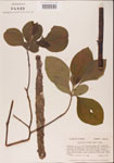 000001573-thumbnail.jpg