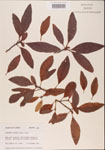 000001575-thumbnail.jpg