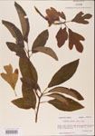 000001576-thumbnail.jpg