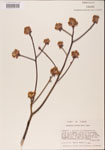 000001577-thumbnail.jpg
