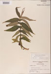 Eupatorium