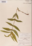 Eupatorium