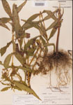 Eupatorium