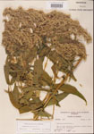 000001586-thumbnail.jpg