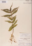 Eupatorium