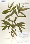 Eupatorium