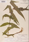 Eupatorium