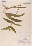 000001592-thumbnail.jpg