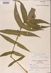 Eupatorium