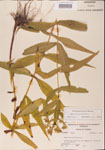 Eupatorium