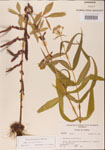 000001595-thumbnail.jpg