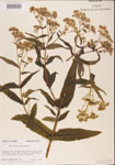 000001596-thumbnail.jpg