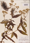 000001597-thumbnail.jpg