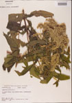 000001599-thumbnail.jpg