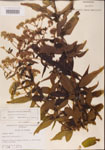 000001605-thumbnail.jpg