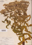 000001608-thumbnail.jpg