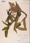 000001612-thumbnail.jpg