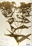 Eupatorium