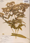 000001614-thumbnail.jpg