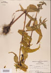 Eupatorium