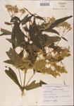 000001617-thumbnail.jpg