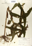 Eupatorium