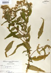 000001621-thumbnail.jpg