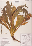 000001625-thumbnail.jpg