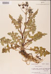 000001629-thumbnail.jpg