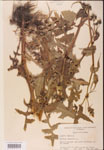 000001631-thumbnail.jpg