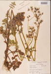 000001632-thumbnail.jpg