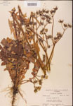 000001636-thumbnail.jpg