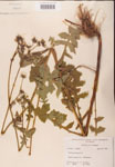 000001637-thumbnail.jpg