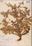 000001641-thumbnail.jpg