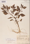 000001671-thumbnail.jpg