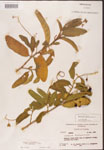 Solanum