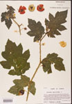 000001701-thumbnail.jpg