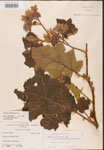 000001745-thumbnail.jpg