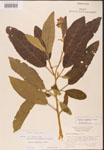 000001750-thumbnail.jpg