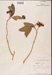 000001752-thumbnail.jpg