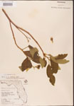 000001768-thumbnail.jpg