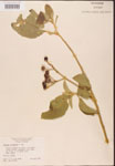 000001770-thumbnail.jpg